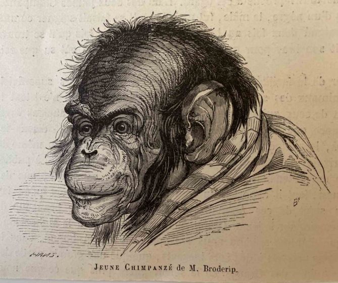 The Chimpanzee