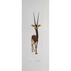 Gazelle