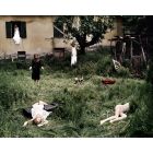 The Virgin Suicides
