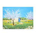  Cherry Trees In Bloom