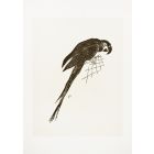The Parrot