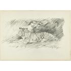 Roaring Tiger