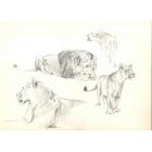 Study of Felines