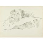 Study of Lions