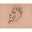Profile of a Lion