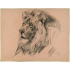 Lion - SOLD