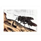 Fly