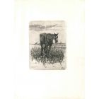 The Old Horse