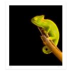 Chameleon