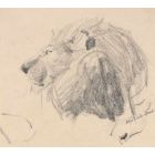 Lion Head