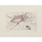 Insects