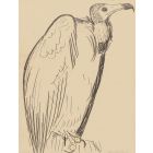 The Condor