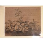 Plants