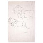 Study of lion