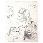 Study of lions and child