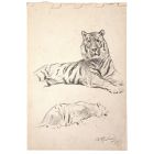 Study of a tiger