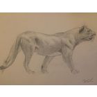 Lioness