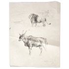 Gnu and lion