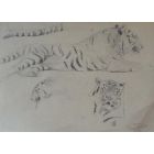 Study of tiger