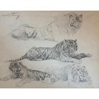 Tiger at rest
