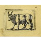 Bull