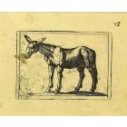 Mule