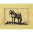 The Horse