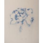 Apple Blossoms 