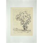 The tree on the sea