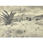 Landscape with agaves