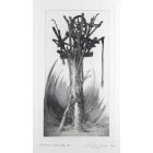 Albero