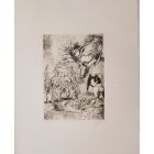 Landscape with Grapevine