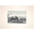 Bulls in the Roman Countryside