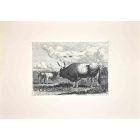Bulls in the Roman Countryside