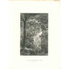 A Scene in the Brazilian Forest
