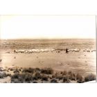 Djebel Amour Vintage Photograph