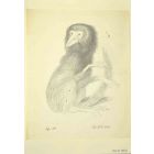 Lemur