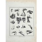 Heads of Birds