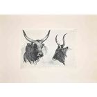 The Bulls  in the Roman Countryside