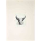 The Bull's Skull