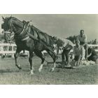 The Morgan Horse - Vintage Photograph