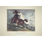 Chevaux en Liberté
