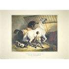 Chevaux de Selle et d'Attelage