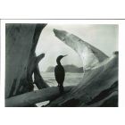 Driftwood