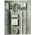 American Museum of Trees - American Vintage Photograph