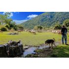 Moving the Flock Through Frattura Vecchia