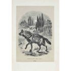 Hyena Of Asia