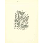 African Forest