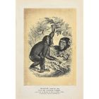 Chimpanzee