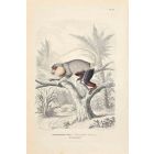 Langur